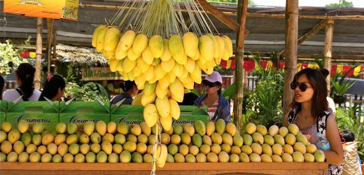 Three-day Festival of Pakistani Mangoes, Extended Season for Mango Lovers