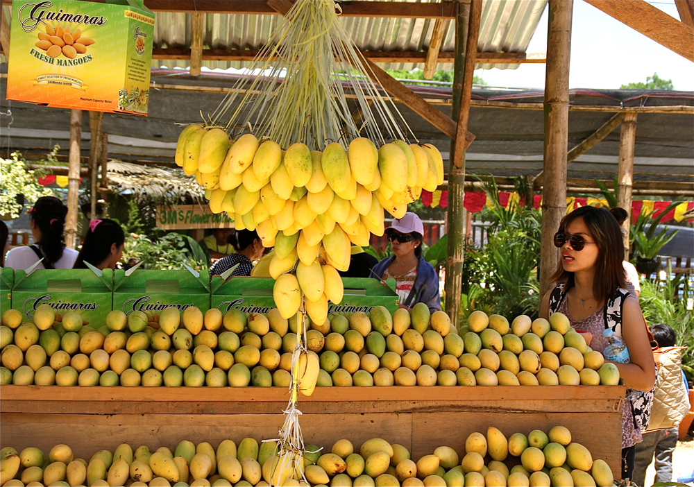 Three-day Festival of Pakistani Mangoes, Extended Season for Mango Lovers