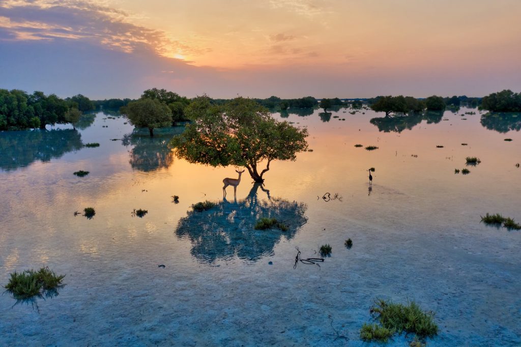 Abu Dhabi Mangrove Walk Park is now open - Your Dubai Guide