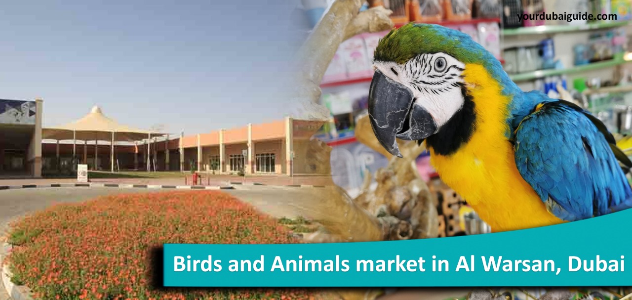 Birds and Animals market in Al Warsan, Dubai