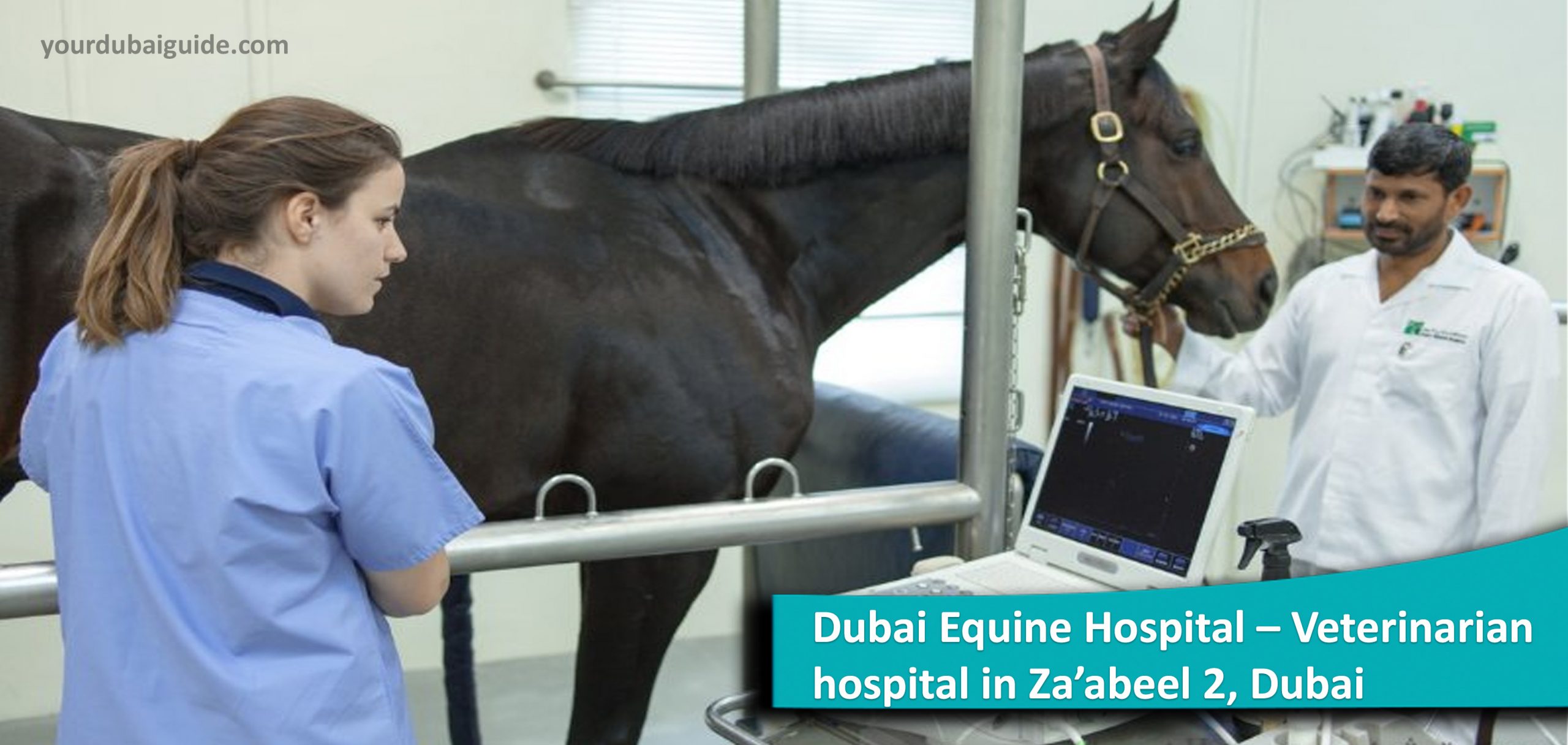 Dubai Equine Hospital – Veterinarian hospital in Za’abeel 2, Dubai