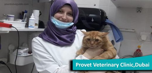Provet Veterinary Clinic – Veterinarian hospital in Hor Al Anz East, Dubai