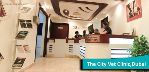 The City Vet Clinic – Al Wasl Branch – Veterinarian hospital in Al Safa – Al Safa 2, Dubai