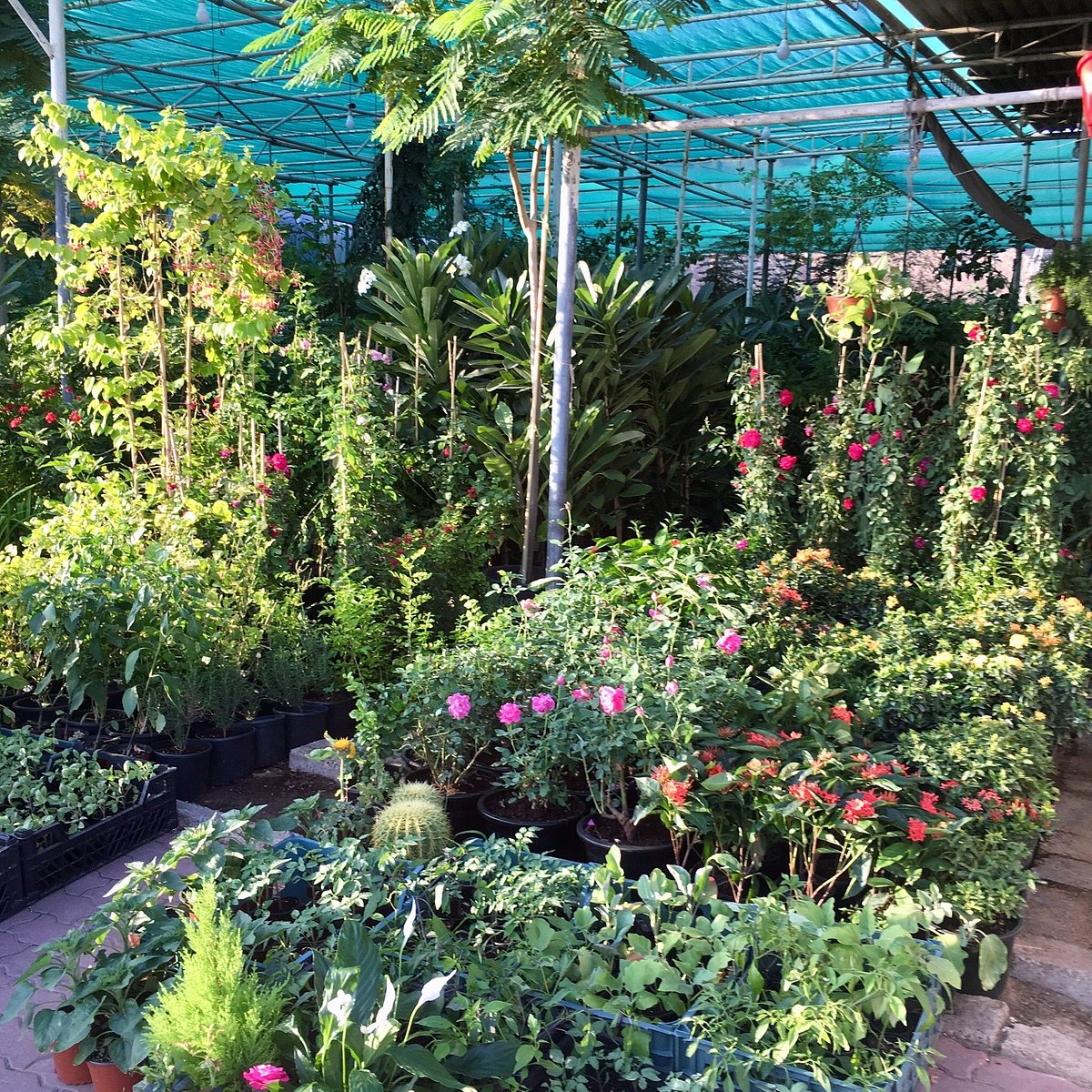 Nursery Garden-Fujairah market-UAE-Friday Market -Souq-al-juma'a