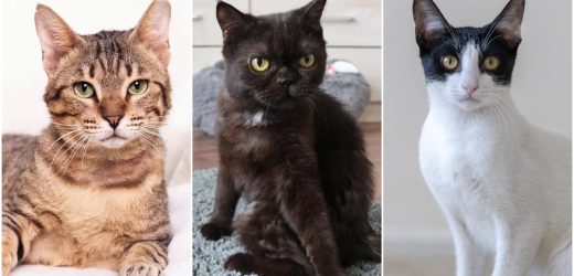 Cat Adoption Dubai Process