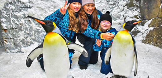 Frozen Fun: A Magical Penguin Encounter in Dubai