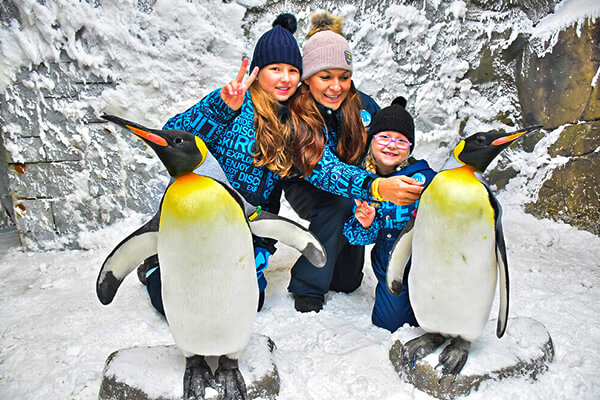 Frozen Fun: A Magical Penguin Encounter in Dubai