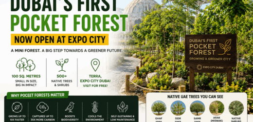 Dubai’s First Pocket Forest Opens at Expo City: Free Attraction with 500+ Native Trees